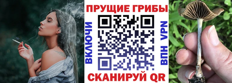 купить Усолье Псилоцибиновые грибы Psilocybe
